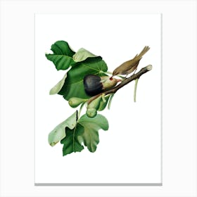 Vintage Fig Branch with Bird Botanical Illustration on Pure White n.0502 Canvas Print