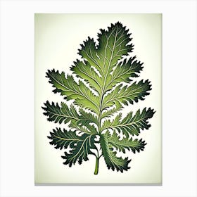 Tansy Leaf Vintage Botanical 1 Canvas Print