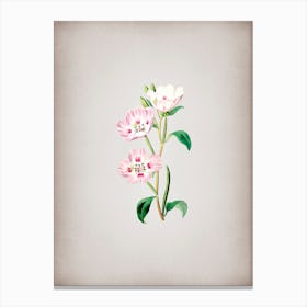 Vintage Pink Oenothera Flower Botanical on Parchment n.0091 Canvas Print