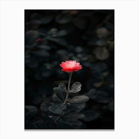 Single Red Flower In The Dark 2 Canvas Print