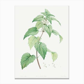 White Dead Nettle From La Botanique de J. J. Rousseau, Pierre Joseph Redoute Canvas Print