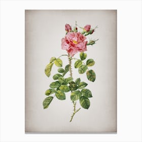 Vintage Four Seasons Rose in Bloom Botanical on Parchment Canvas Print