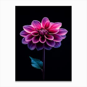 Dahlia 11 Canvas Print