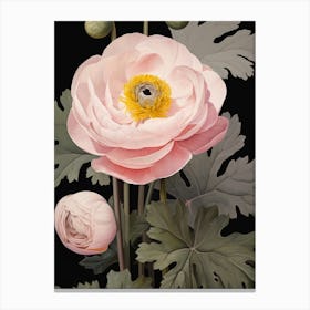 Flower Illustration Ranunculus 3 Canvas Print