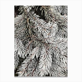 Frosty Pine Tree Canvas Print