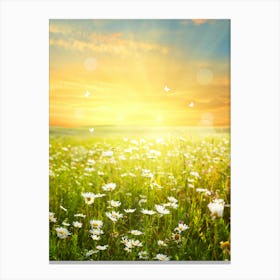 Field Of Daisies At Sunset Canvas Print