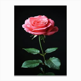 Pink Rose On Black Background 69 Canvas Print