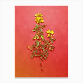 Vintage Common Cytisus Botanical Art on Fiery Red n.1345 Canvas Print
