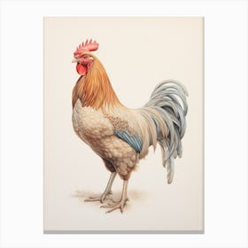 Vintage Bird Drawing Rooster 1 Canvas Print