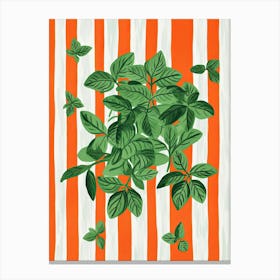 Basil Summer Illustration 12 Canvas Print