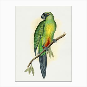 Parrot 11 Canvas Print