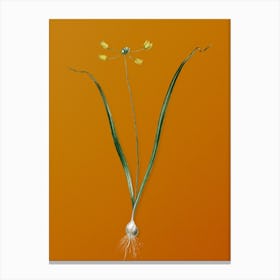 Vintage Allium Scorzonera Folium Botanical on Sunset Orange Canvas Print