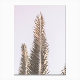 Phoenix Palm Canvas Print