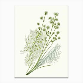 Fennel Seed Spices And Herbs Pencil Illustration 1 Canvas Print