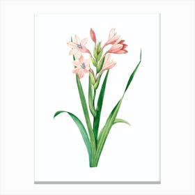 Vintage Gladiolus Saccatus Botanical Illustration on Pure White n.0124 Canvas Print