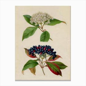 Blackberry And Elderberry Canvas Print