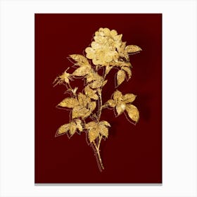 Vintage White Anjou Roses Botanical in Gold on Red Canvas Print