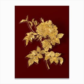 Vintage White Rosebush Botanical in Gold on Red n.0469 Canvas Print