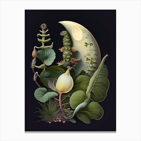 Moon Snail  Botanical Canvas Print