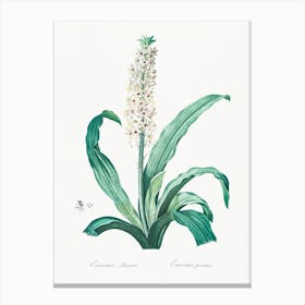 Eucomis Punctata, Pierre Joseph Redoute Canvas Print