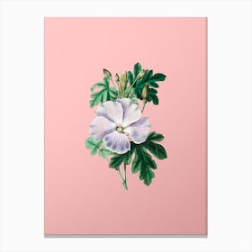 Vintage Wray's Hibiscus Flower Botanical on Soft Pink Canvas Print