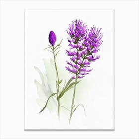 Purple Prairie Clover Wildflower Watercolour Canvas Print