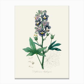 Vintage Botanical John Stephenson and James Morss Churchill Art Print_2731662 Canvas Print