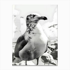 Seagull 2 Canvas Print