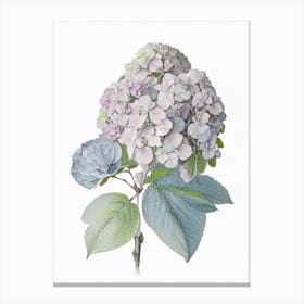 Hydrangea Floral Quentin Blake Inspired Illustration 1 Flower Canvas Print
