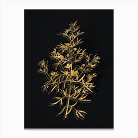 Vintage Boronia Pinnata Botanical in Gold on Black Canvas Print