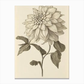 Dahlia Vintage Botanical Flower Canvas Print