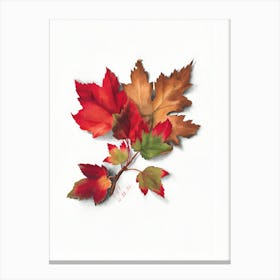 Autumn Leaves 14 Canvas Print