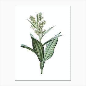 Vintage False Helleborine Botanical Illustration on Pure White Canvas Print