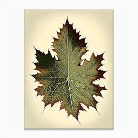 Maple Leaf Vintage Botanical 3 Canvas Print
