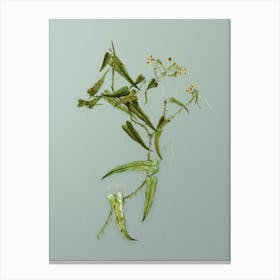 Vintage Rough Bindweed Botanical Art on Mint Green n.0418 Canvas Print