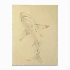 Bamboo Shark Vintage Illustration 4 Canvas Print