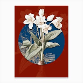 Vintage Botanical Crinum Giganteum on Circle Blue on Red n.0205 Canvas Print