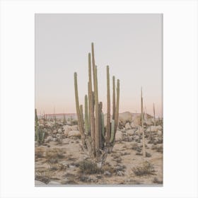 Huge Desert Cactus Canvas Print