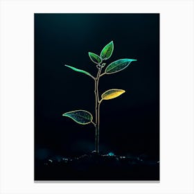 Plant Sprouting On Dark Background Canvas Print