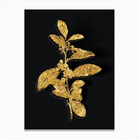 Vintage Tea Tree Botanical in Gold on Black n.0289 Canvas Print