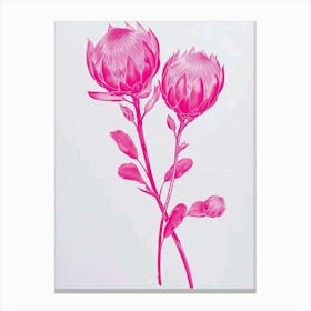 Hot Pink Protea 3 Canvas Print