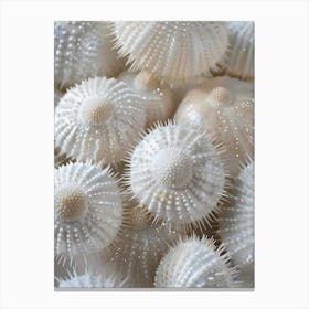 White Sea Urchins Canvas Print