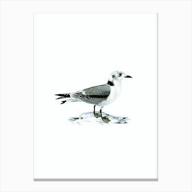 Vintage Black Legged Kittiwake Gull Bird Illustration on Pure White n.0009 Canvas Print