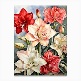 Amaryllis  Canvas Print