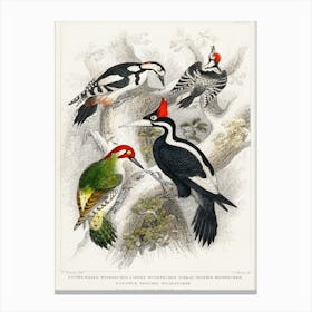 Ivory Billed Woodpecker, Green Woodpecker, Great Spotted Woodpecker, And Lesser Spotted Woodpecker, Oliver Goldsmith Canvas Print