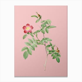 Vintage Pink Alpine Rose Botanical on Soft Pink n.0040 Canvas Print