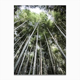 Bamboo Forest Ii Canvas Print