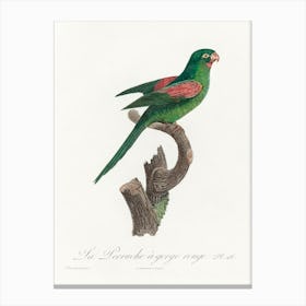 The Red Throated Parakeet From Natural History Of Parrots, Francois Levaillant Canvas Print