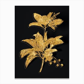 Vintage Greek Strawberry Tree Botanical in Gold on Black n.0404 Canvas Print