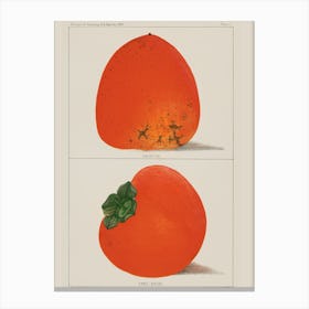 Persimmons Canvas Print